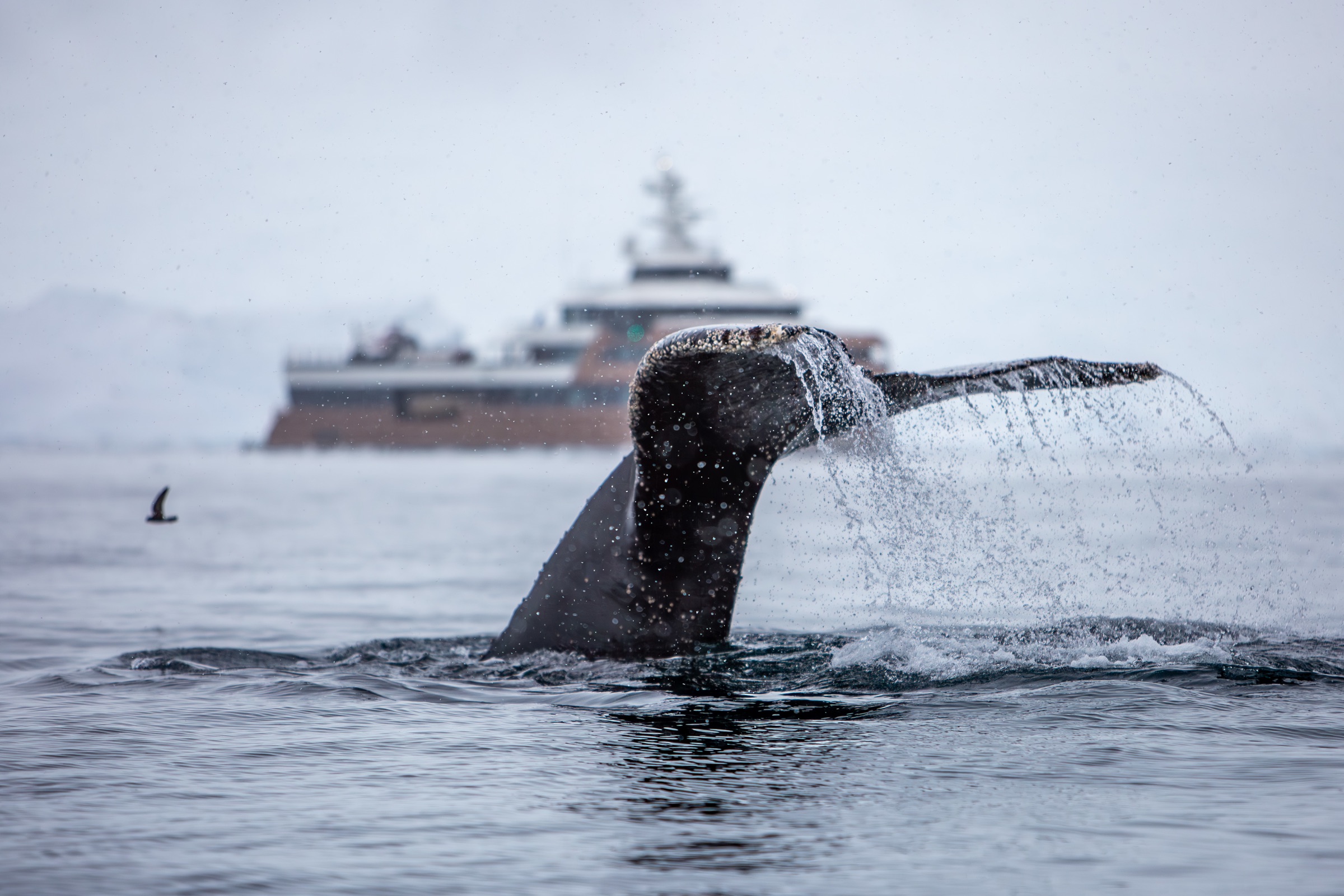 A humpback whale fluke before La Datcha in the polar sea